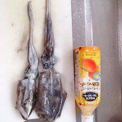 日引　寒さに耐えながらのエギングでアオリイカ狙い