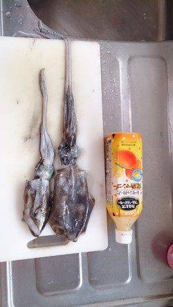 日引　寒さに耐えながらのエギングでアオリイカ狙い