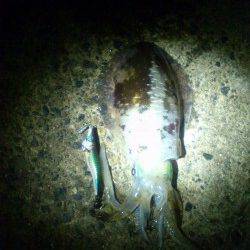 中津　堤防キワキワのティップランエギングで満足サイズのアオリイカ