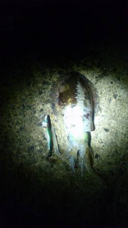 中津　堤防キワキワのティップランエギングで…