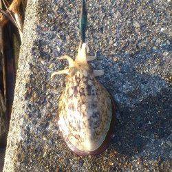 最近はコウイカしか釣れない白杉エリア