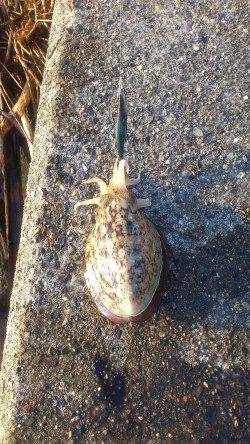 最近はコウイカしか釣れない白杉エリア