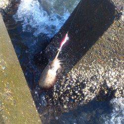 最近はコウイカしか釣れない白杉エリア