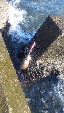 最近はコウイカしか釣れない白杉エリア