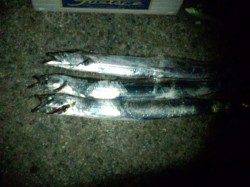 武庫川尻一文字　ドラゴンを狙ってワインドでのタチウオ