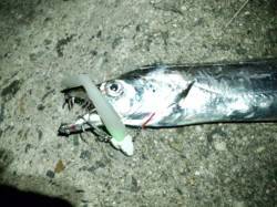 武庫川尻一文字　ドラゴンを狙ってワインドで…