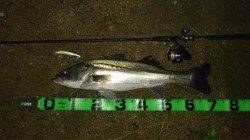 高活性な円山川、落ち鮎パターンで5本！