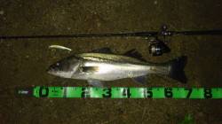 高活性な円山川、落ち鮎パターンで5本！