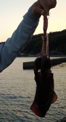 伊根　エギングでアオリ狙い　ボトムを集中的…