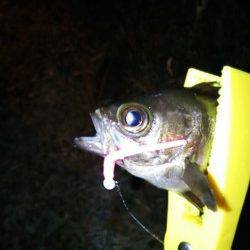 岡田浦漁港　アジングでのアジはプチラッシュもあり