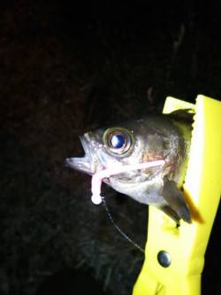 岡田浦漁港　アジングでのアジはプチラッシュ…