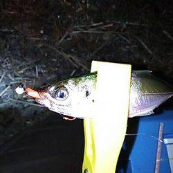 岡田浦漁港　アジングでのアジはプチラッシュもあり