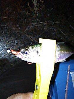 岡田浦漁港　アジングでのアジはプチラッシュもあり