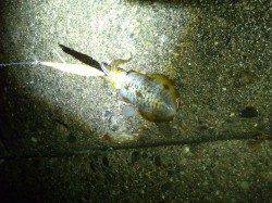 太地港での20時からのエギング釣果