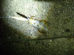 太地港での20時からのエギング釣果