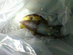 太地港での20時からのエギング釣果