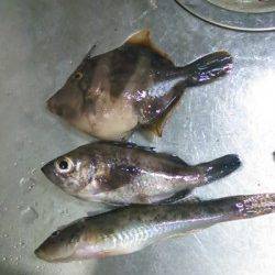 田尻漁港　サビキでアジ　胴突きでメバル・ハゼ