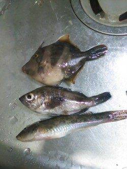 田尻漁港　サビキでアジ　胴突きでメバル・ハゼ