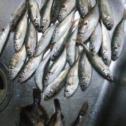 田尻漁港　サビキでアジ　胴突きでメバル・ハゼ