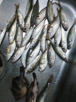 田尻漁港　サビキでアジ　胴突きでメバル・ハゼ