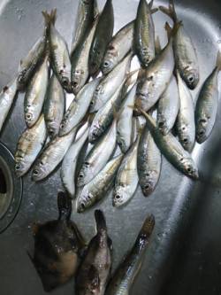 田尻漁港　サビキでアジ　胴突きでメバル・ハ…