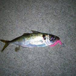 田尻漁港　下げ潮のアジングでアジ＆ガシラ　ボトムでの反応良