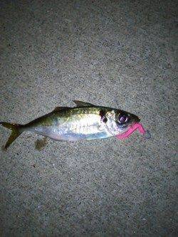 田尻漁港　下げ潮のアジングでアジ＆ガシラ　ボトムでの反応良