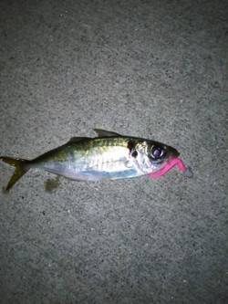 田尻漁港　下げ潮のアジングでアジ＆ガシラ　…