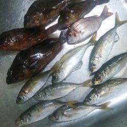 田尻漁港　下げ潮のアジングでアジ＆ガシラ　ボトムでの反応良