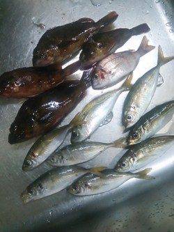 田尻漁港　下げ潮のアジングでアジ＆ガシラ　ボトムでの反応良