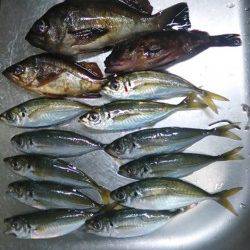 樽井漁港　アジングでアジの他メバルも