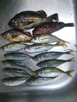 樽井漁港　アジングでアジの他メバルも