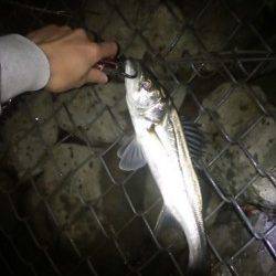 津居山港、強烈なファイトでなんとかあげた80ｾﾝﾁ!!