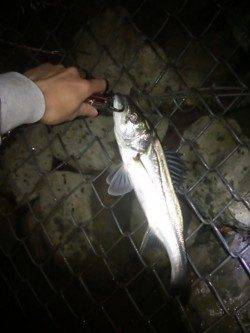 津居山港、強烈なファイトでなんとかあげた80ｾﾝﾁ!!