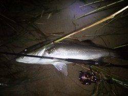 津居山港、強烈なファイトでなんとかあげた80ｾﾝﾁ!!