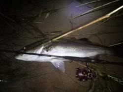 津居山港、強烈なファイトでなんとかあげた8…