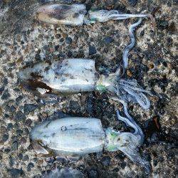 蒲入　人が多い中でのエギングでアオリイカ狙い