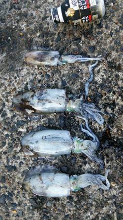 蒲入　人が多い中でのエギングでアオリイカ狙…