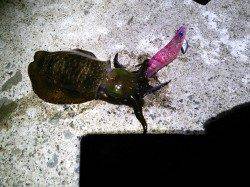 久美浜で2時間ほどのエギング釣行