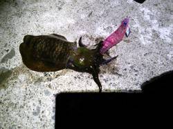 久美浜で2時間ほどのエギング釣行