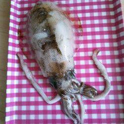 久美浜で2時間ほどのエギング釣行