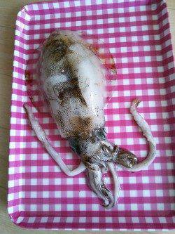 久美浜で2時間ほどのエギング釣行