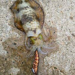 竹野新波止でエギング、到着後すぐ見えイカの姿も♪