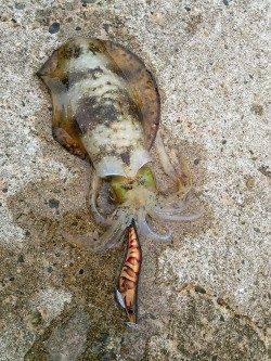 竹野新波止でエギング、到着後すぐ見えイカの姿も♪