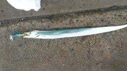 汐見埠頭、サーベリングで指2本サイズの太刀魚