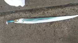 汐見埠頭、サーベリングで指2本サイズの太刀…