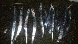 汐見埠頭でワインド、タチウオ12匹！