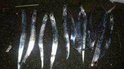 汐見埠頭でワインド、タチウオ12匹！