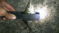 ボトムをリフト＆フォールで連続ヒット！