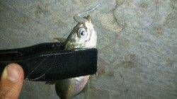 舞洲アジング 小さなバイトを掛ける楽しさ